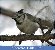 Cliquez sur l'image pour la voir en taille r�elle

Nom : oiseaux-du-jardin-hiver-mes-hupp-fl.jpg
Affichages : 1943
Taille : 18,8 Ko
ID : 95969