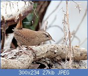 Cliquez sur l'image pour la voir en taille r�elle

Nom : oiseaux-du-jardin-hiver-troglo-fl.jpg
Affichages : 1691
Taille : 27,1 Ko
ID : 95971