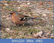 Cliquez sur l'image pour la voir en taille r�elle

Nom : oiseaux-du-jardin-hiver-pinson-m-fl.jpg
Affichages : 2106
Taille : 35,0 Ko
ID : 95972