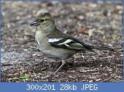 Cliquez sur l'image pour la voir en taille r�elle

Nom : oiseaux-du-jardin-hiver-pinson-f-fl.jpg
Affichages : 1727
Taille : 27,7 Ko
ID : 95973
