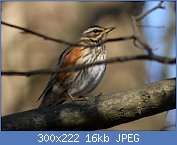 Cliquez sur l'image pour la voir en taille r�elle

Nom : oiseaux-du-jardin-hiver-grive-mauv-.jpg
Affichages : 1180
Taille : 15,8 Ko
ID : 95983