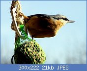 Cliquez sur l'image pour la voir en taille r�elle

Nom : oiseaux-du-jardin-hiver-sitte-andre.jpg
Affichages : 1176
Taille : 20,7 Ko
ID : 95984
