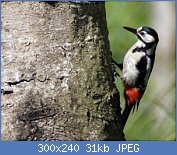 Cliquez sur l'image pour la voir en taille r�elle

Nom : oiseaux-du-jardin-hiver-epeic-did-l.jpg
Affichages : 2790
Taille : 31,1 Ko
ID : 95994