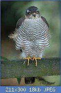 Cliquez sur l'image pour la voir en taille r�elle

Nom : oiseaux-du-jardin-hiver-epervier-fe.jpg
Affichages : 1354
Taille : 17,8 Ko
ID : 95997