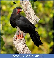 Cliquez sur l'image pour la voir en taille r�elle

Nom : 1401075f9aeafe145938-caracara-gorge-rousse-710x1000.jpg
Affichages : 2843
Taille : 29,0 Ko
ID : 96123