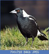 Cliquez sur l'image pour la voir en taille r�elle

Nom : 800px-Cracticus_tibicen_hypoleuca_male_domain.jpg
Affichages : 182
Taille : 83,8 Ko
ID : 96125