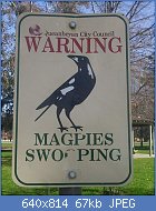 Cliquez sur l'image pour la voir en taille réelle
Nom : Magpie_swooping_sign.JPG
Affichages : 167
Taille : 66,7 Ko
ID : 96128