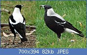 Cliquez sur l'image pour la voir en taille r�elle

Nom : Tasmanian_magpie_pair.jpg
Affichages : 164
Taille : 82,4 Ko
ID : 96129
