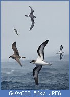 Cliquez sur l'image pour la voir en taille r�elle

Nom : Bermuda_Petrel_From_The_Crossley_ID_Guide_Eastern_Birds.jpg
Affichages : 100
Taille : 56,5 Ko
ID : 96142