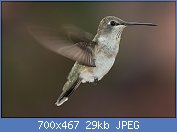 Cliquez sur l'image pour la voir en taille r�elle

Nom : Colibri_�_gorge_noire_(Archilochus_alexandri).jpg
Affichages : 276
Taille : 28,9 Ko
ID : 96232