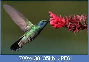 Cliquez sur l'image pour la voir en taille r�elle

Nom : Colibri-thalassinus-001.jpg
Affichages : 102
Taille : 34,5 Ko
ID : 96233