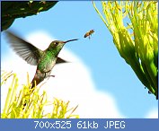 Cliquez sur l'image pour la voir en taille r�elle

Nom : Colibri-4989.jpg
Affichages : 193
Taille : 60,9 Ko
ID : 96234