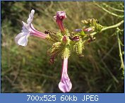 Cliquez sur l'image pour la voir en taille r�elle

Nom : Plumbago_europaea_1.jpg
Affichages : 309
Taille : 60,2 Ko
ID : 96241