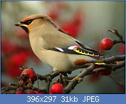 Cliquez sur l'image pour la voir en taille r�elle

Nom : jaseur 2.jpg
Affichages : 94
Taille : 30,7 Ko
ID : 96326
