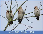 Cliquez sur l'image pour la voir en taille r�elle

Nom : jaseur 4.jpg
Affichages : 96
Taille : 32,5 Ko
ID : 96328