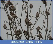 Cliquez sur l'image pour la voir en taille r�elle

Nom : jaseur 5.jpg
Affichages : 90
Taille : 42,8 Ko
ID : 96329