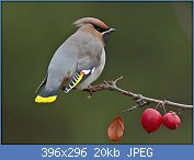 Cliquez sur l'image pour la voir en taille r�elle

Nom : jaseur 10.jpg
Affichages : 92
Taille : 19,6 Ko
ID : 96334