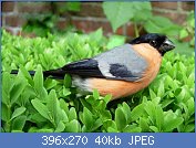 Cliquez sur l'image pour la voir en taille r�elle

Nom : bouvreuil pivoine 2.jpg
Affichages : 82
Taille : 40,0 Ko
ID : 96336