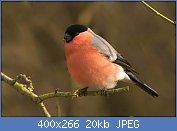 Cliquez sur l'image pour la voir en taille r�elle

Nom : bouvreuil pivoine 5.jpg
Affichages : 93
Taille : 20,3 Ko
ID : 96339