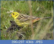 Cliquez sur l'image pour la voir en taille r�elle

Nom : brant jaune 1.jpg
Affichages : 92
Taille : 43,2 Ko
ID : 96340