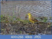 Cliquez sur l'image pour la voir en taille r�elle

Nom : bruant jaune 2.jpg
Affichages : 90
Taille : 48,3 Ko
ID : 96341