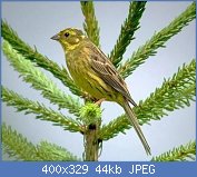 Cliquez sur l'image pour la voir en taille r�elle

Nom : bruant jaune 3.jpg
Affichages : 95
Taille : 43,6 Ko
ID : 96342