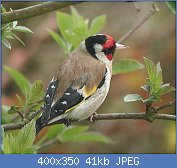 Cliquez sur l'image pour la voir en taille r�elle

Nom : chardonneret 3.jpg
Affichages : 85
Taille : 41,5 Ko
ID : 96346