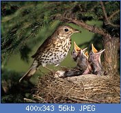 Cliquez sur l'image pour la voir en taille r�elle

Nom : grive musicienne 4.jpg
Affichages : 96
Taille : 56,2 Ko
ID : 96352