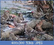 Cliquez sur l'image pour la voir en taille r�elle

Nom : sizerin flamm� 2.jpg
Affichages : 103
Taille : 53,1 Ko
ID : 96355