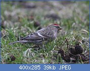 Cliquez sur l'image pour la voir en taille r�elle

Nom : sizerin flamm� 3.jpg
Affichages : 80
Taille : 39,2 Ko
ID : 96356