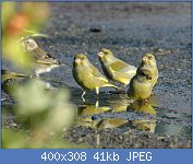 Cliquez sur l'image pour la voir en taille r�elle

Nom : verdier 3.jpg
Affichages : 94
Taille : 40,8 Ko
ID : 96360