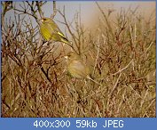 Cliquez sur l'image pour la voir en taille r�elle

Nom : verdier 4.jpg
Affichages : 113
Taille : 59,3 Ko
ID : 96361