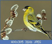 Cliquez sur l'image pour la voir en taille r�elle

Nom : tarin des aulnes 3.jpg
Affichages : 88
Taille : 30,7 Ko
ID : 96365