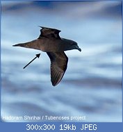 Cliquez sur l'image pour la voir en taille r�elle

Nom : 1409052dbadfb1230736-petrel-noir-bourbon-710x1000.jpg
Affichages : 1266
Taille : 18,6 Ko
ID : 96439