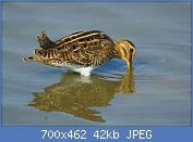 Cliquez sur l'image pour la voir en taille r�elle

Nom : 1280px-Gallinago_gallinago_Viladecans_3.jpg
Affichages : 1110
Taille : 42,0 Ko
ID : 96501