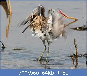 Cliquez sur l'image pour la voir en taille r�elle

Nom : Gallinago_gallinago_wing.jpg
Affichages : 1109
Taille : 63,7 Ko
ID : 96502
