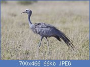 Cliquez sur l'image pour la voir en taille r�elle

Nom : 1280px-Anthropoides_paradiseus_(male,_Etosha).jpg
Affichages : 134
Taille : 65,7 Ko
ID : 96913