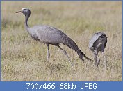 Cliquez sur l'image pour la voir en taille r�elle

Nom : 1280px-Anthropoides_paradiseus_(female_and_chick,_Etosha).jpg
Affichages : 161
Taille : 68,1 Ko
ID : 96914
