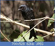 Cliquez sur l'image pour la voir en taille réelle
Nom : Fork-tailed_Drongo.jpg
Affichages : 114
Taille : 61,7 Ko
ID : 97106