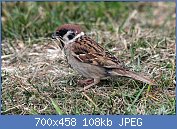 Cliquez sur l'image pour la voir en taille r�elle

Nom : 1280px-Passer_montanus_(7).jpg
Affichages : 1136
Taille : 107,8 Ko
ID : 97183