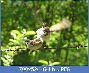 Cliquez sur l'image pour la voir en taille r�elle

Nom : 1024px-Passer_montanus_mating_sequence1.jpg
Affichages : 1107
Taille : 64,2 Ko
ID : 97184