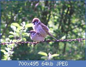 Cliquez sur l'image pour la voir en taille r�elle

Nom : 1024px-Passer_montanus_mating_sequence3.jpg
Affichages : 1142
Taille : 63,7 Ko
ID : 97185