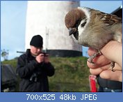 Cliquez sur l'image pour la voir en taille r�elle

Nom : 1024px-Passer_montanus_ringed_by_Landsort_Bird_Observatory-2.jpg
Affichages : 1139
Taille : 48,2 Ko
ID : 97186
