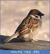 Cliquez sur l'image pour la voir en taille r�elle

Nom : Passer_montanus_(6).jpg
Affichages : 1192
Taille : 73,5 Ko
ID : 97187