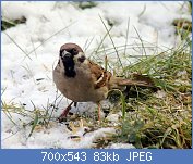 Cliquez sur l'image pour la voir en taille r�elle

Nom : Passer_montanus_Jaroměř_2013_3.jpg
Affichages : 1145
Taille : 82,9 Ko
ID : 97190