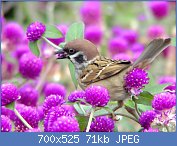 Cliquez sur l'image pour la voir en taille r�elle

Nom : Passer_montanus_-Tsim_Sha_Tsui,_Kowloon,_Hong_Kong.jpg
Affichages : 1140
Taille : 71,4 Ko
ID : 97191