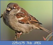 Cliquez sur l'image pour la voir en taille r�elle

Nom : 225px-Passer_domesticus_male_internuptial.jpg
Affichages : 1124
Taille : 7,2 Ko
ID : 97198