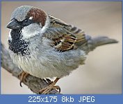 Cliquez sur l'image pour la voir en taille r�elle

Nom : 225px-Passer_domesticus_male_nuptial.jpg
Affichages : 1108
Taille : 8,2 Ko
ID : 97199