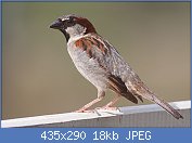 Cliquez sur l'image pour la voir en taille r�elle

Nom : 435px-House_Sparrow_mar08 (1).jpg
Affichages : 1117
Taille : 18,3 Ko
ID : 97203