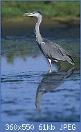 Cliquez sur l'image pour la voir en taille r�elle

Nom : Ardea_cinerea_2_(Marek_Szczepanek).jpg
Affichages : 132
Taille : 61,1 Ko
ID : 97283